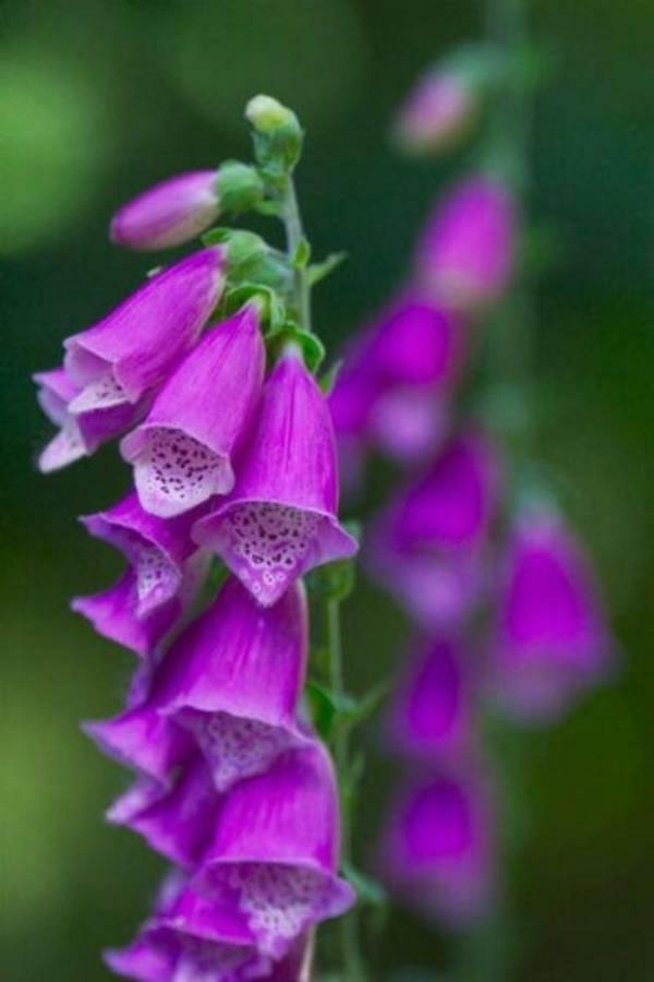Foxglove House Knights Town Εξωτερικό φωτογραφία
